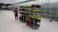 Danish Flower Trolley ,Danimarka Çiçek Arabası-ÖZEL ÜRETİM